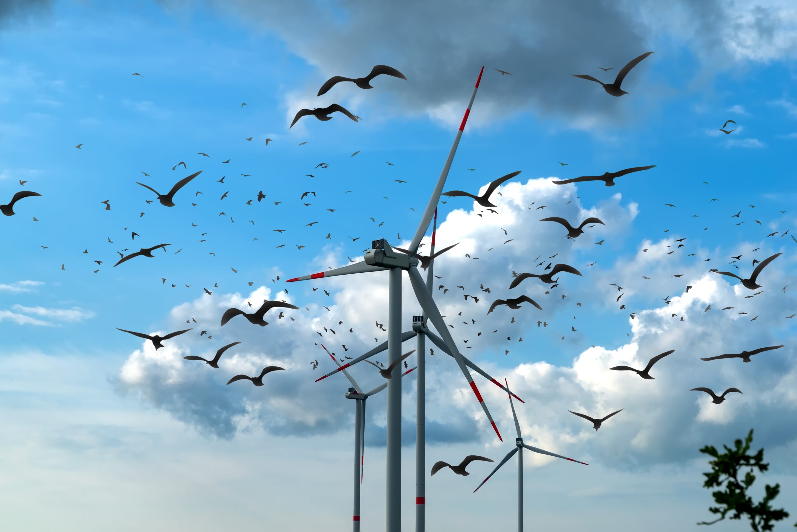 large wind turbines with flying birds