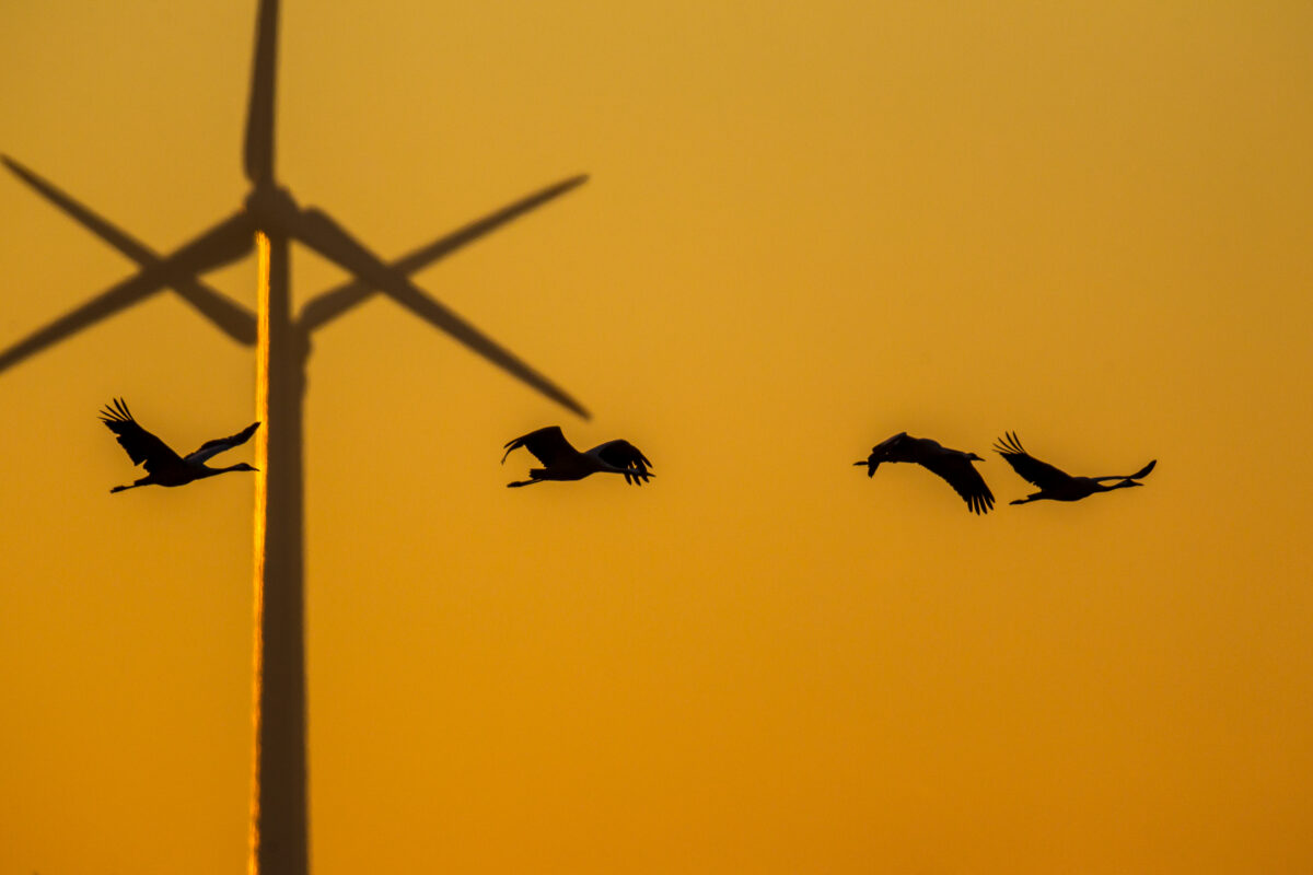 Birds flying in the sky near a wind turbine at sunset, highlighting the interaction between wind energy and nature.